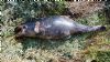 Harbour Porpoise at Canvey Point (Paul Griggs) (162643 bytes)